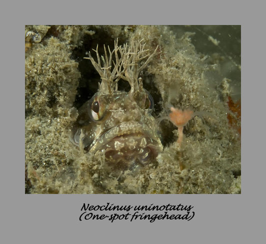 One-spot fringehead with great hair