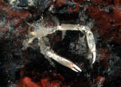 Small crab with long arms
