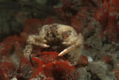 Small crab in bryozoan