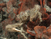 Small crab in bryozoan