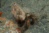 Hermit crab with barnacles on shell