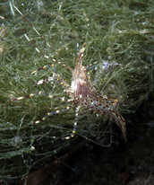 Shrimp, Pandalus danae, in sea grass