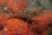 Shrimp,  Heptacarpus palpator