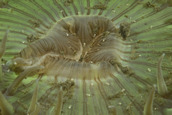 Anemone mouth detail
