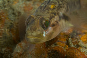 Goby.