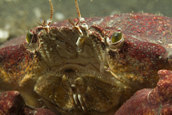 Crab face.
