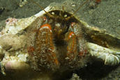 Hermit crab.