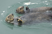 Otter mom and pup eating clams