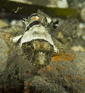 Sculpin frontal with full body visible.
