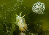 Tiny trilineata with eggs on kelp leaf.