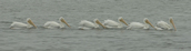 White pelicans at Windy Cove