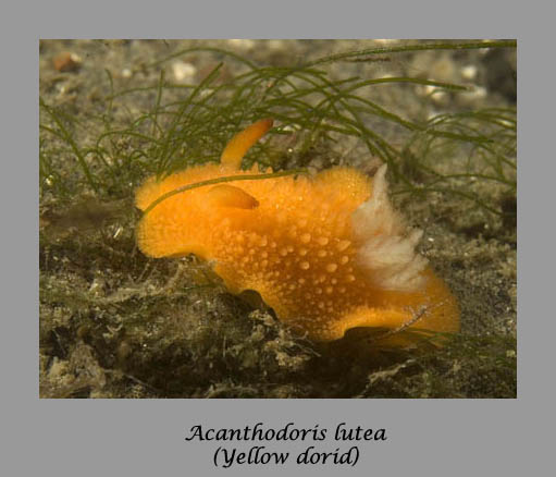 Acanthodoris lutea nudibranch