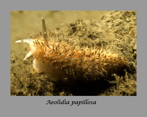 Aeolidia papillosa nudibranch