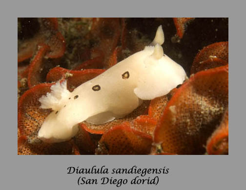 Diaulula sandiegensis nudibranch