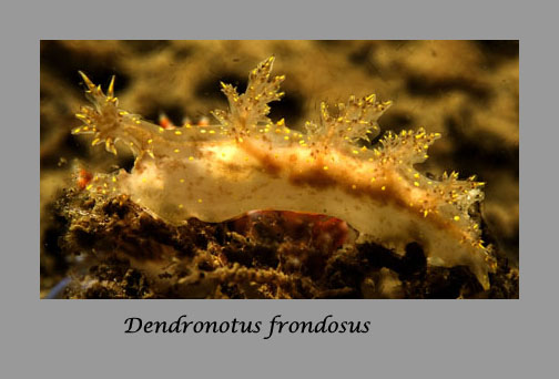 Dendronotus frondosus nudibranch