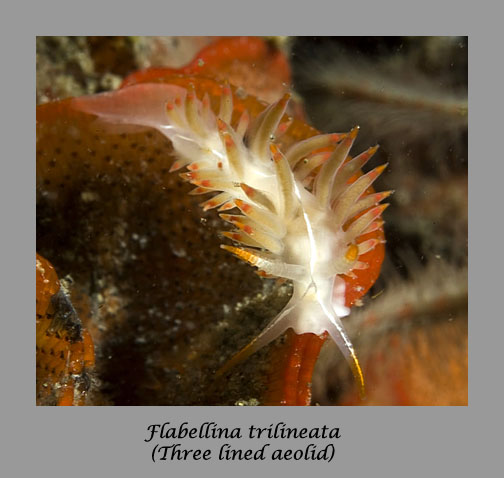 Flabellina trilineata nudibranch