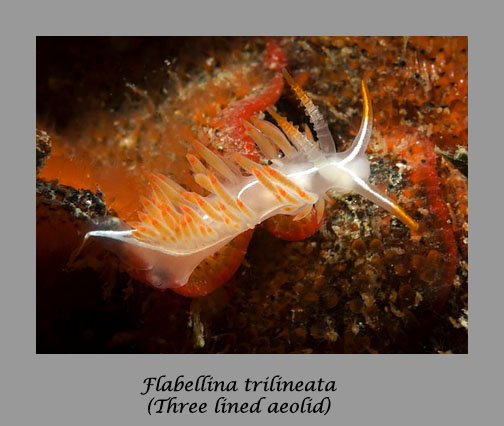 flabellina trilineata nudibranch