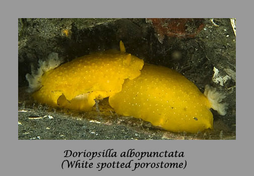 Doriopsilla albopunctata nudibranch