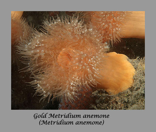 gold metridium anemone