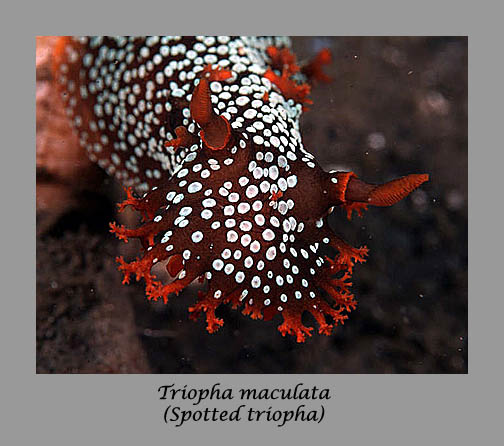 spotted triopha nudibranch