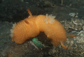 Tailing Acanthodoris lutae nudibranchs 