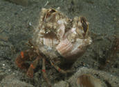 Living and feeding barnacles living on hermit crab. There is also an Acanthodoris rhodoceras nudibranc on the clam siphon, and a shrimp in the lower right corner of the frame