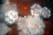White and gold metridium anemones on piling