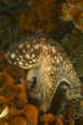 Octopus in bryozoan on piling