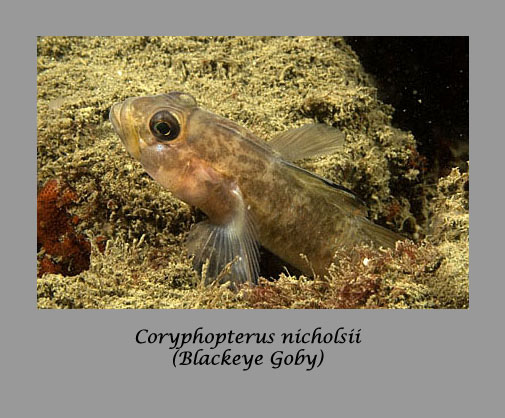 blackeye goby