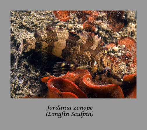 sculpin