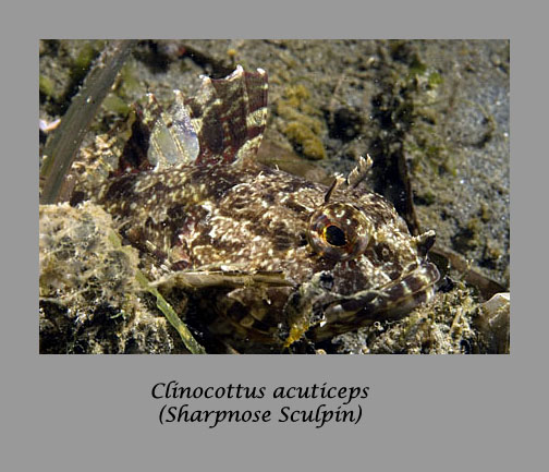 sculpin