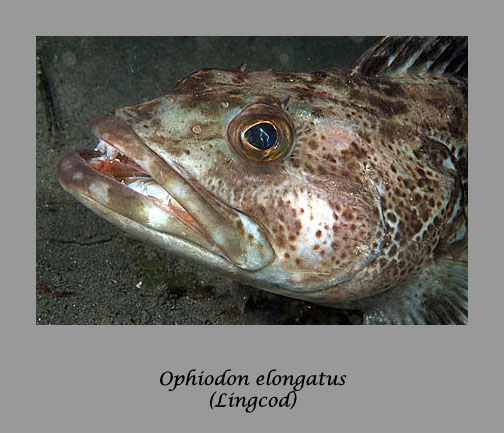 lingcod