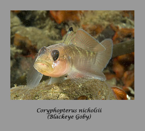 blackeye goby