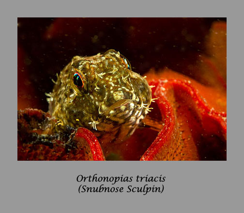 sculpin