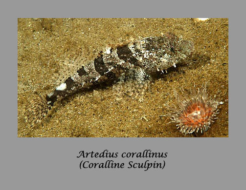sculpin