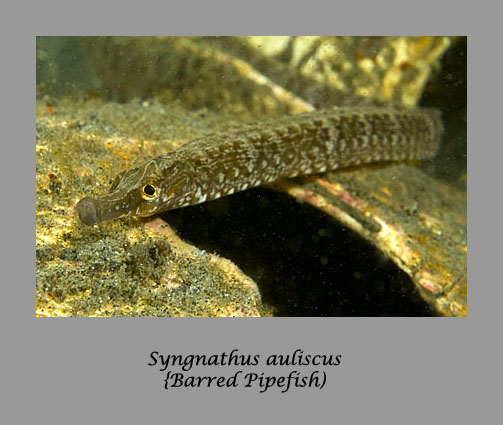 pipefish
