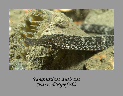 pipefish
