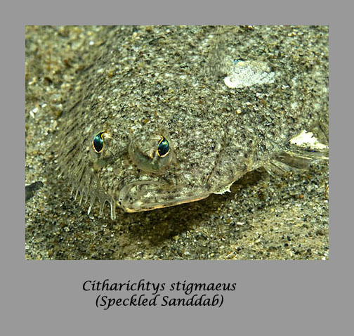 sanddab