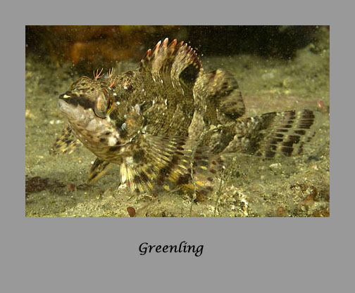 greenling