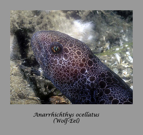wolf-eel