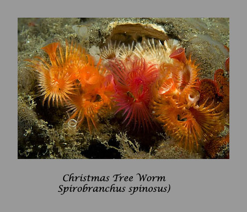 c hristmas tree worm