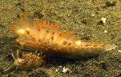 two nudibranch species