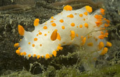 clown nudibranch
