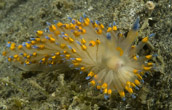 janolus nudibranch