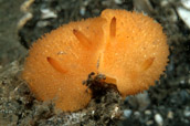 acanthodoris lutes nudibranch