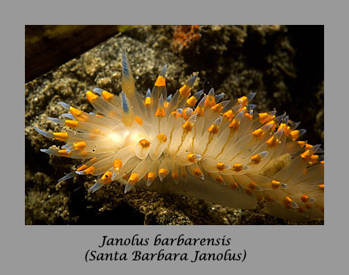janolus nudibranch