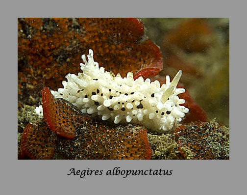 Aegires albopunctatus nudibranch