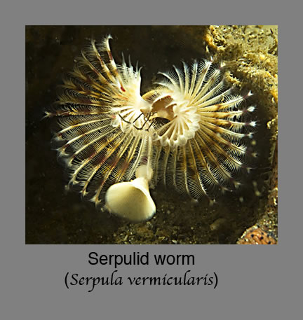 serpulid worm