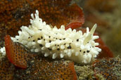 Aegires albopunctatus nudibranch