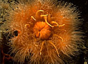 gold metridium anemone